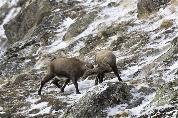 Two young Alpine ibex (Capra ibex) males fighting on mountain slope during the rut in winter, Gran Paradiso National Park, Italian Alps, Italy, Europe