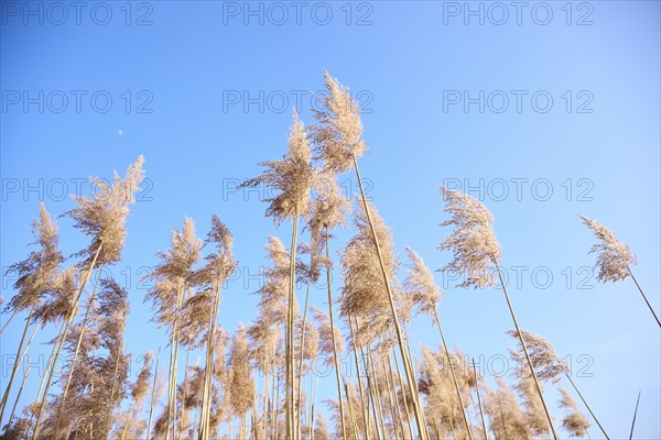 Common reed (Phragmites australis) seeds, detail, Upper Palatinate, Bavaria, Germany, Europe