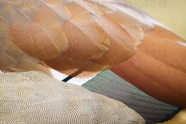 Egyptian goose (Alopochen aegyptiaca), feathers, detail, Bavaria, Germany Europe