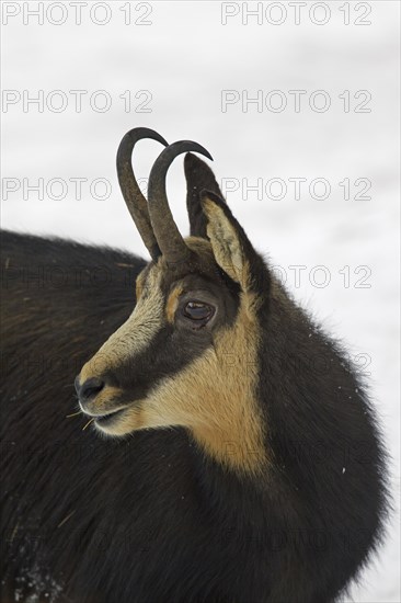 Chamois (Rupicapra rupicapra) close up of buck in the snow in winter, Gran Paradiso National Park, Italian Alps, Italy, Europe