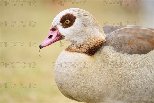 Egyptian goose (Alopochen aegyptiaca), portrait, detail, Bavaria, Germany Europe