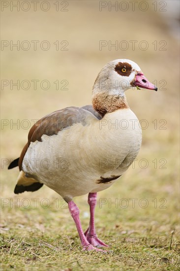 Egyptian goose (Alopochen aegyptiaca), walking on a meadow, Bavaria, Germany Europe