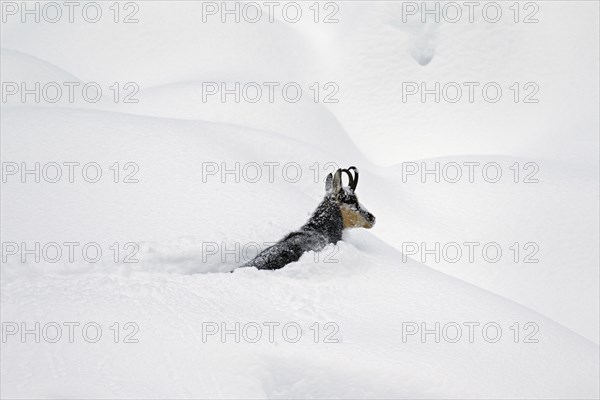 Chamois (Rupicapra rupicapra) foraging in deep powder snow in winter, Gran Paradiso National Park, Italian Alps, Italy, Europe