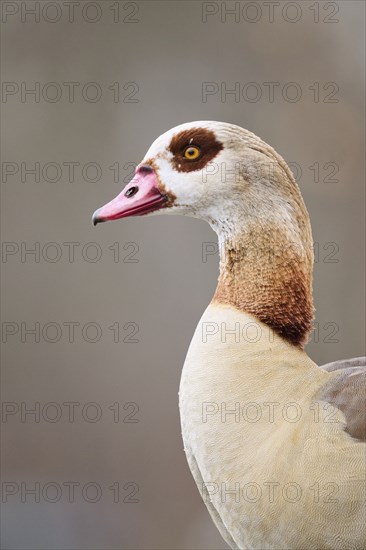 Egyptian goose (Alopochen aegyptiaca), portrait, detail, Bavaria, Germany Europe