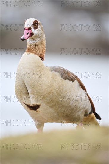 Egyptian goose (Alopochen aegyptiaca), standing on a meadow, Bavaria, Germany Europe