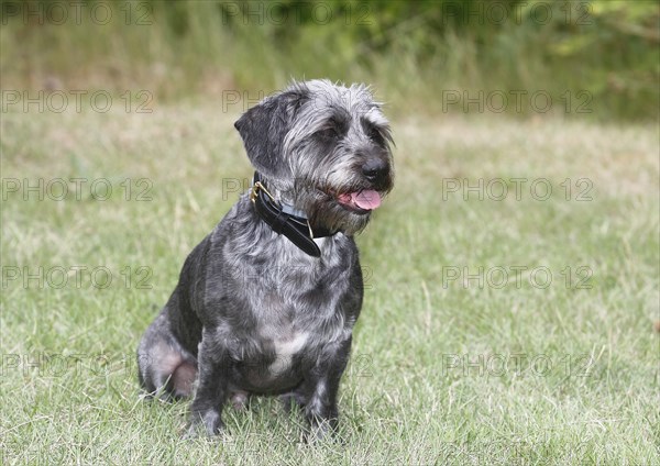 Dachshund Shih Tzu mix (Canis lupus familaris), male 4 years, sitting on the meadow, North Rhine-Westphalia, Germany, Europe