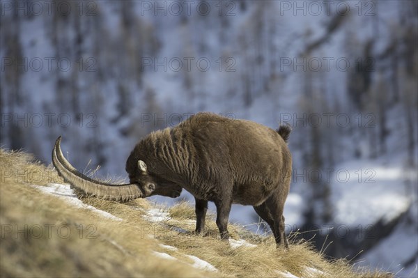 Territorial male Alpine ibex (Capra Ibex ibex) scent marking his territory during the rut in winter, Gran Paradiso National Park, Italian Alps, Italy, Europe