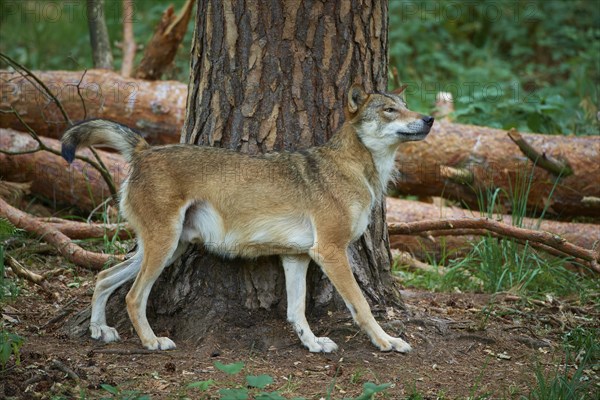 European gray wolf (Canis lupus), scratching on tree in forest, Germany, Europe