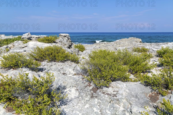 Fragrant plants growing on rocky shoreline, Isla Mujeres, Caribbean Coast, Cancun, Quintana Roo, Mexico, Central America