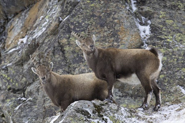 Two young male Alpine ibexes (Capra ibex) with small horns foraging in rock face in winter, Gran Paradiso National Park, Italian Alps, Italy, Europe