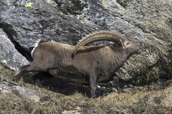 Alpine ibex (Capra ibex) male with large horns scenting air during the rut in winter, Gran Paradiso National Park, Italian Alps, Italy, Europe