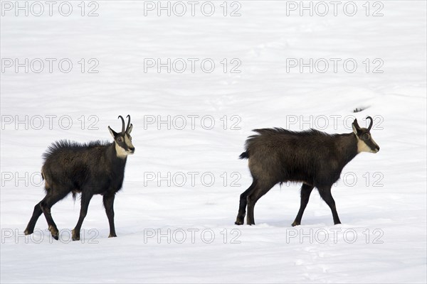 Two Chamois (Rupicapra rupicapra) bucks during the rut in the snow in winter, Gran Paradiso National Park, Italian Alps, Italy, Europe