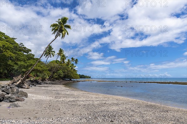 Palm fringed Coral beach, Taveuni, Fiji, South Pacific, Oceania