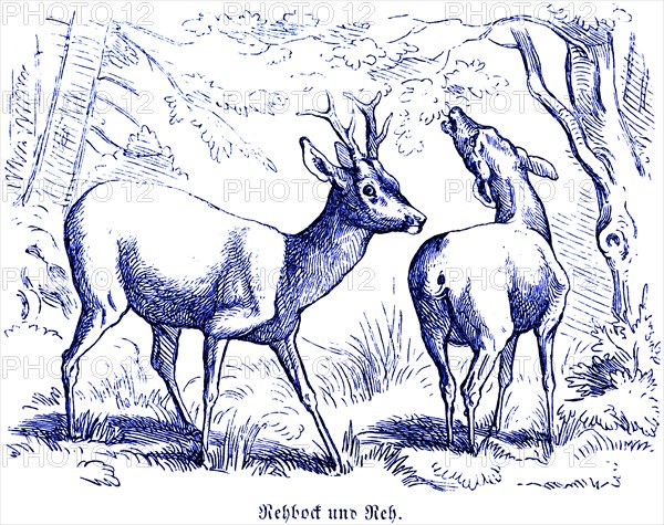 Roebuck and roe deer, Hubertus hunting and hunting scenes, wild animals, Two roe deer, antlers, sideways, from behind, trees, roaring, standing, historical illustration around 1860