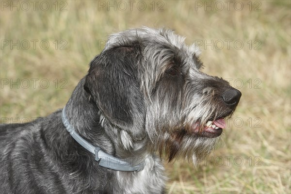 Dachshund Shih Tzu mix (Canis lupus familaris), male 4 years, Portraet, North Rhine-Westphalia, Germany, Europe