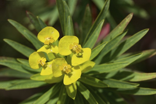 Yellow spurge (Euphorbia dendroides), macro, flower, from above, Zingaro, national park, nature reserve, northwest, Sicily, Italy, Europe