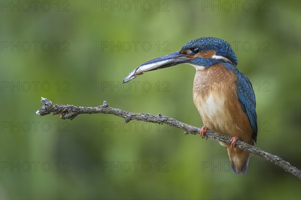 Kingfisher (Alcedo atthis) female on branch, male with pike as prey, wedding present, courtship, interaction, searching for food, flying gem, sunrise, portrait, Middle Elbe Biosphere Reserve, Saxony-Anhalt, Germany, Europe