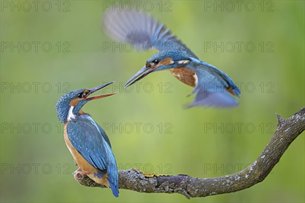 Kingfisher (Alcedo atthis) female on branch, male in flight, pair, mating, courtship, interaction, plumage care, feather care, preening, looking for food, flying gem, sunrise, portrait, Middle Elbe Biosphere Reserve, Saxony-Anhalt, Germany, Europe