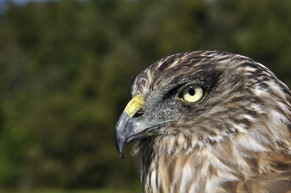 Portrait of Australasian Harrier Hawk, Circus approximans, New Zealand, Oceania