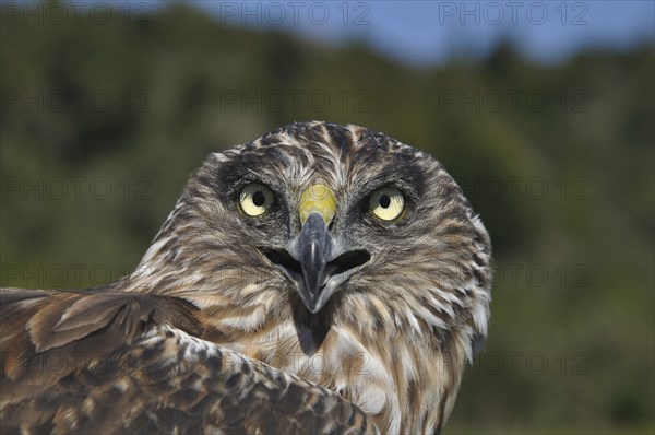 Portrait of Australasian Harrier Hawk, Circus approximans, New Zealand, Oceania