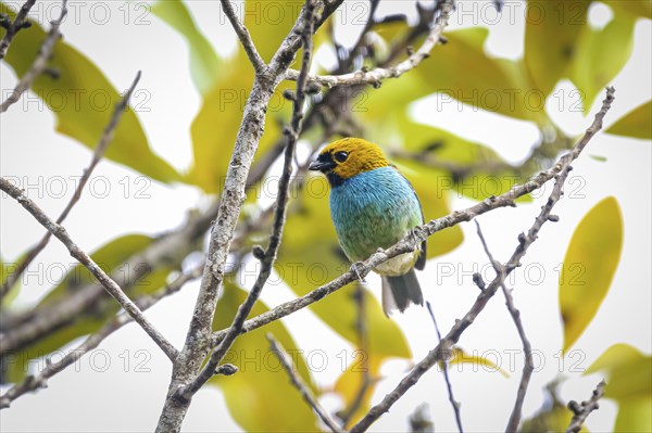 Small colorful Gilt-edged tanager perched on a tiny branch against leafy background, Caraca natural park, Minas Gerais, Brazil, South America