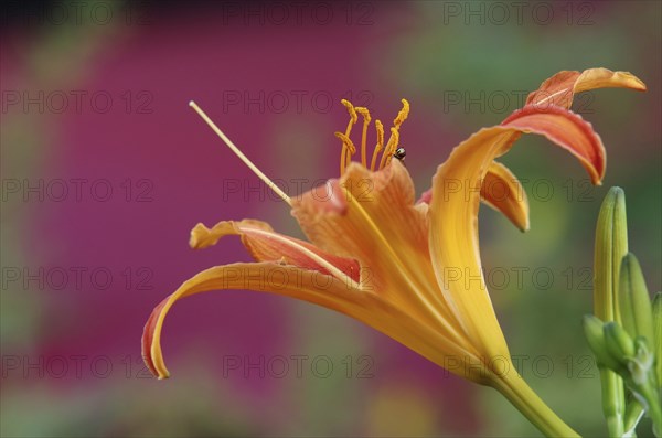 Daylily blossom