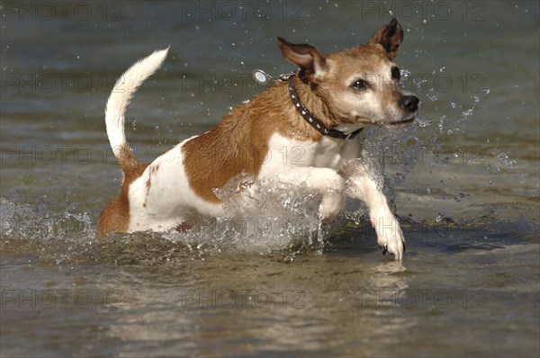 Jack Russell terrier in the water