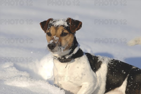 Jack Russell Terrier, young male dog, deep snow, snowy face, sweet face, joy of life