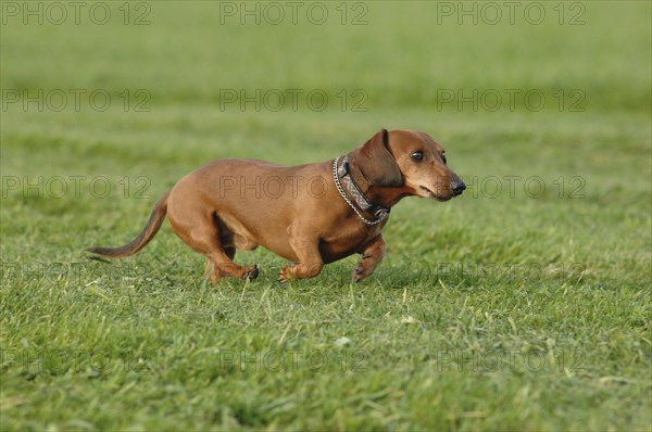 Brown short-haired dachshund at a gallop