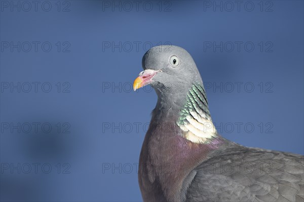 Wood pigeon (Columba palumbus), portrait, in the snow, winter feeding, Oberhausen, Ruhr area, North Rhine-Westphalia, Germany, Europe