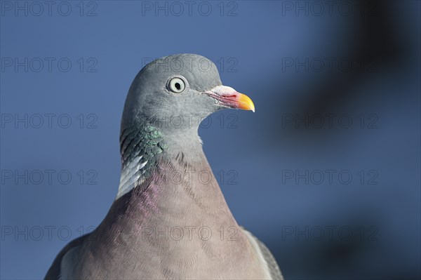 Wood pigeon (Columba palumbus), portrait, in the snow, winter feeding, Oberhausen, Ruhr area, North Rhine-Westphalia, Germany, Europe