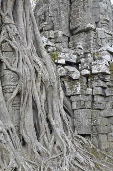 Strangler fig, Ficus altissima, Ta Som, Angkor, Cambodia, Asia