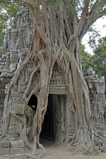 Strangler fig, Ficus altissima, Ta Som, Angkor, Cambodia, Asia