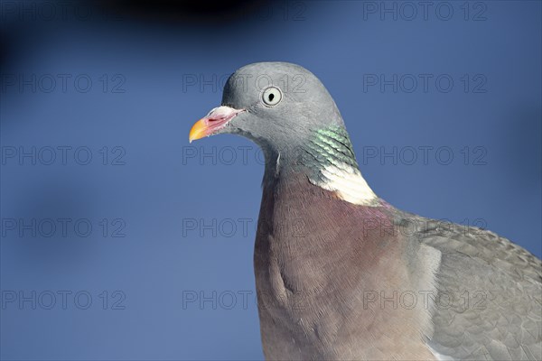 Wood pigeon (Columba palumbus), portrait, in the snow, winter feeding, Oberhausen, Ruhr area, North Rhine-Westphalia, Germany, Europe