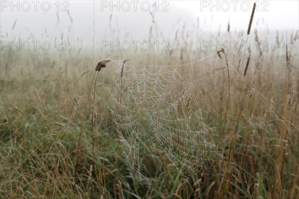 Spider's web, meadow, morning, dewdrops, fog, North Rhine-Westphalia, Germany, The spider's web in the tall grass, wetted with dewdrops, appears atmospheric, Europe