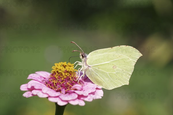 Lemon butterfly (Gonepteryx rhamni), butterfly, macro, zinnia, colour, The lemon butterfly sucks nectar from the flower of a zinnia