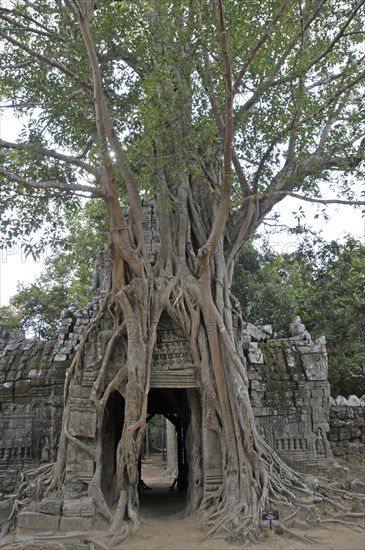 Strangler fig, Ficus altissima, Ta Som, Angkor, Cambodia, Asia