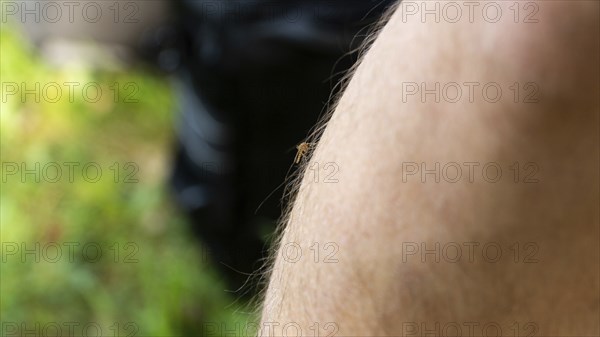 Photo of mosquito sits on the hand, pierces the skin and sucks human blood. Causes the disease malaria. Mosquitoes are dangerous carriers of diseases