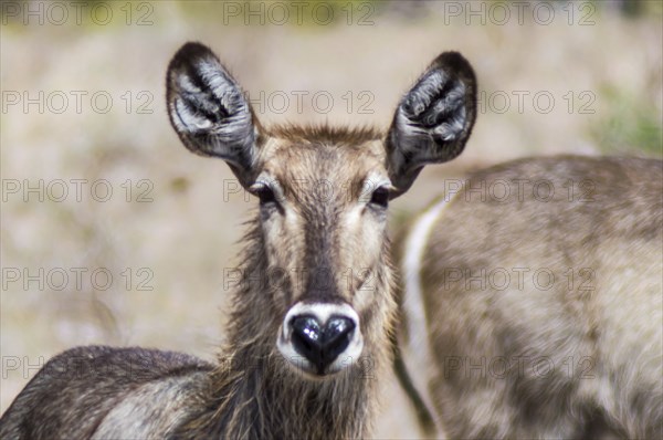 Waterbuck (Kobus ellipsiprymnus) . In a heavy rain shower the wet waterbuck is standing on the savannah of the Tsavo East National Park in Kenya