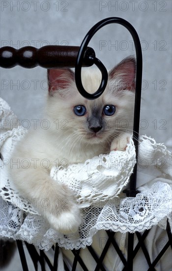 Holy Burmese cat bluepoint 10 weeks old kitten