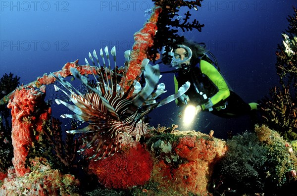 Diver and lionfish at the shipwreck Maldeves Victory, Pterois volitans, Maldives, North Male Atoll, Asia