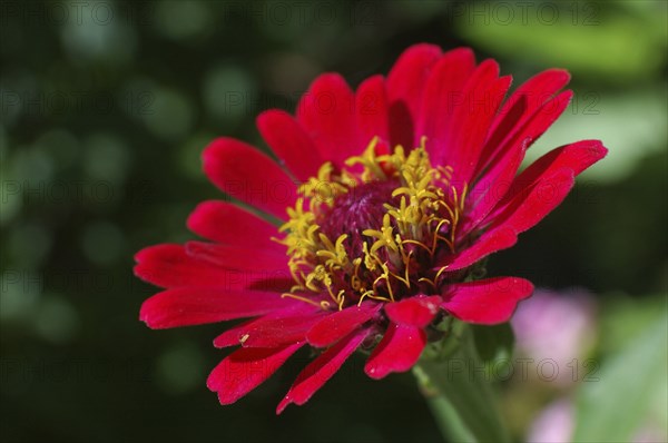 Red zinnia sideon in garden settting