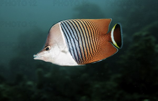 White-headed butterflyfish, Chaetodon mesoleucos, Djibouti, Djibouti, Africa, Afar Triangle, Gulf of Aden, Gulf of Tadjourah, Africa