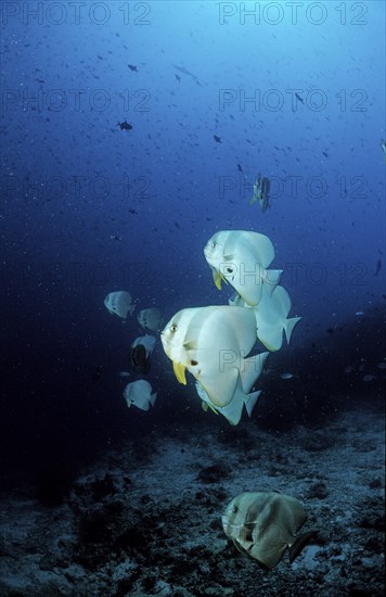 Longfin batfish, Platax teira, Maldives, Indian Ocean, Ari Atoll, Asia