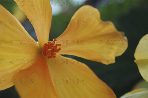 Orange tubourous begonia