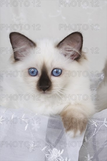 SACRED CAT OF BIRMA, SACRED BIRMAN CAT, BIRMAN CAT, KITTEN