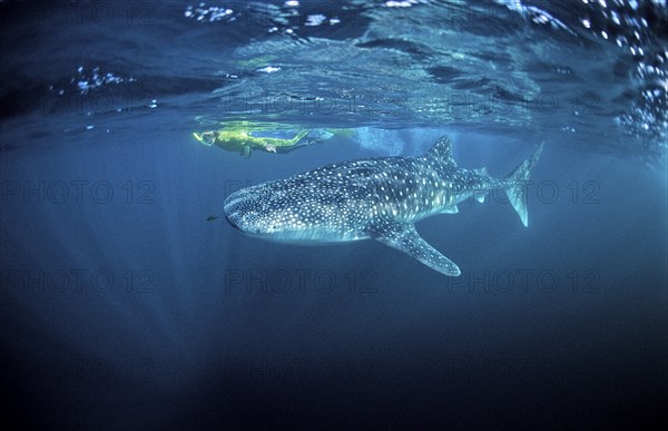 Whale shark and snorkeller, Rhincodon thypus, Djibouti, Djibouti, Africa, Afar Triangle, Gulf of Aden, Gulf of Tadjourah, Africa