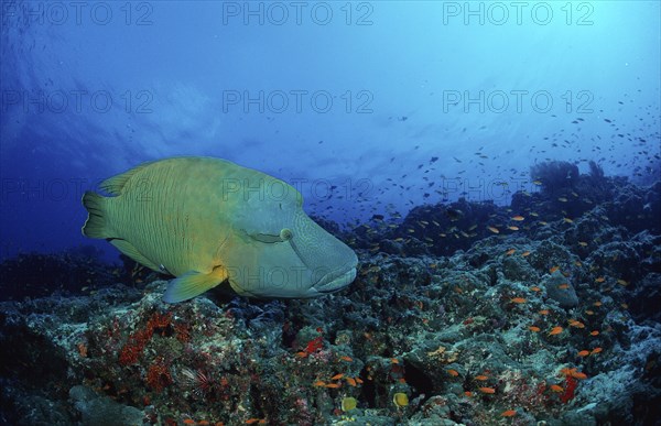 Napoleon Wrasse, Napoleon, Cheilinus undulatus, Maldives, Indian Ocean, Ari Atoll, Asia