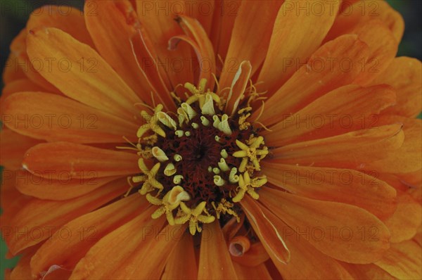 Centre of orange zinnia