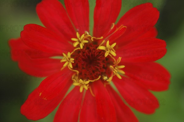 Red zinnia against green background